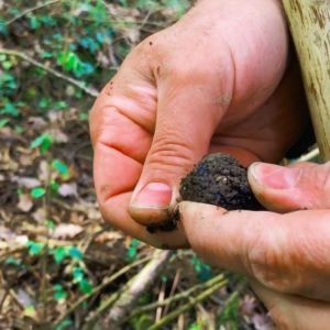 short trip in Italy with truffle hunting
