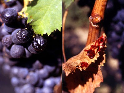 wines of le Marche: Lacrima di Morro d'alba